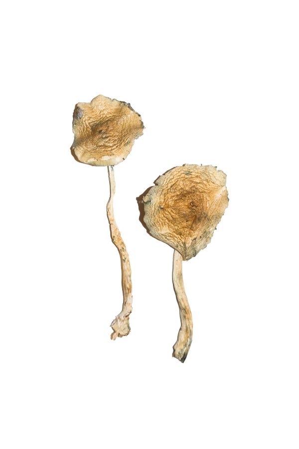 buy cuban magic mushrooms for sale