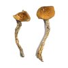 buy Daddy Long Legs Magic Mushrooms for sale