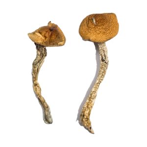 buy Daddy Long Legs Magic Mushrooms for sale