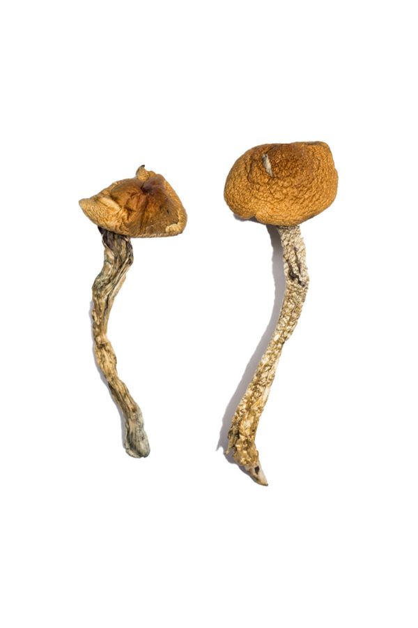 buy Daddy Long Legs Magic Mushrooms for sale