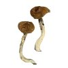 buy Dancing Tiger Magic Mushrooms for sale