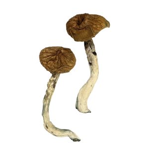 buy Dancing Tiger Magic Mushrooms for sale