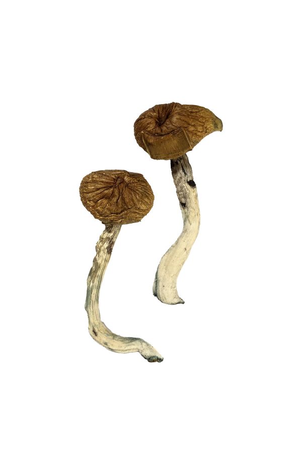 buy Dancing Tiger Magic Mushrooms for sale