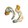 buy ecuadorian mushrooms for sale