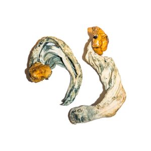 buy ecuadorian mushrooms for sale