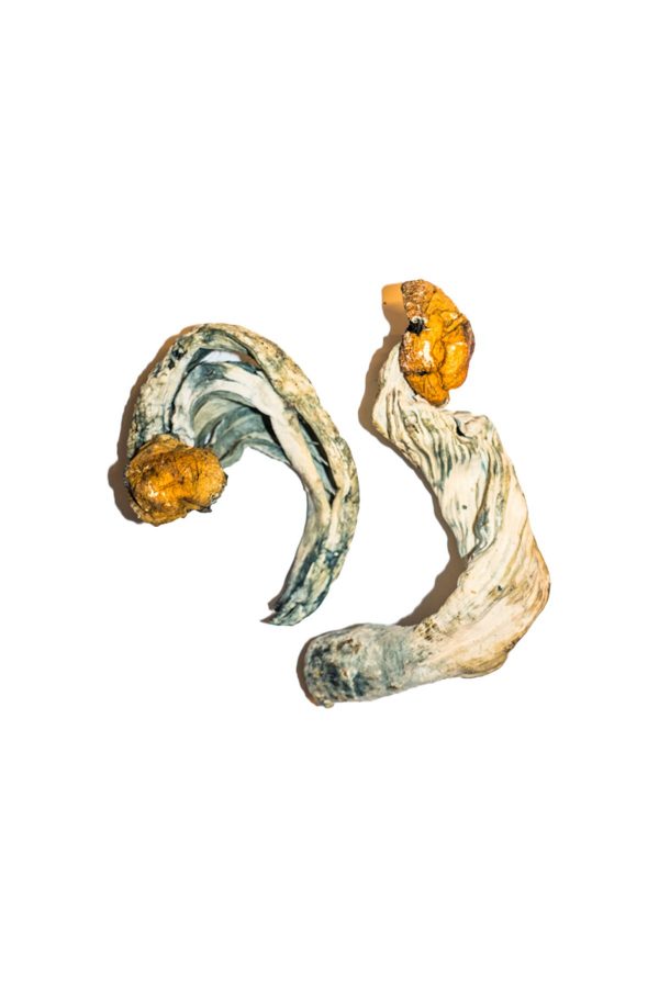 buy ecuadorian mushrooms for sale