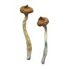 buy Escondido Magic Mushrooms for sale