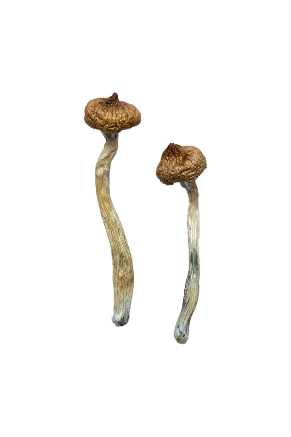 buy Escondido Magic Mushrooms for sale
