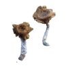 buy Florida White Magic Mushrooms for sale