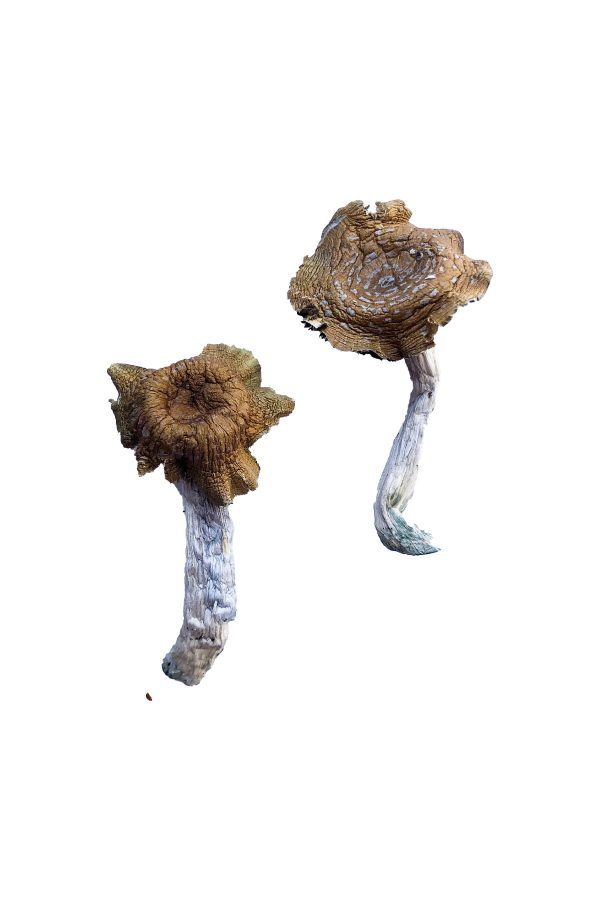 buy Florida White Magic Mushrooms for sale