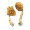 buy Golden Mammoth Magic Mushroom for sale