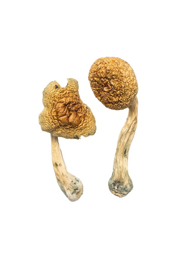 buy Golden Mammoth Magic Mushroom for sale