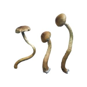buy golden teacher for sale