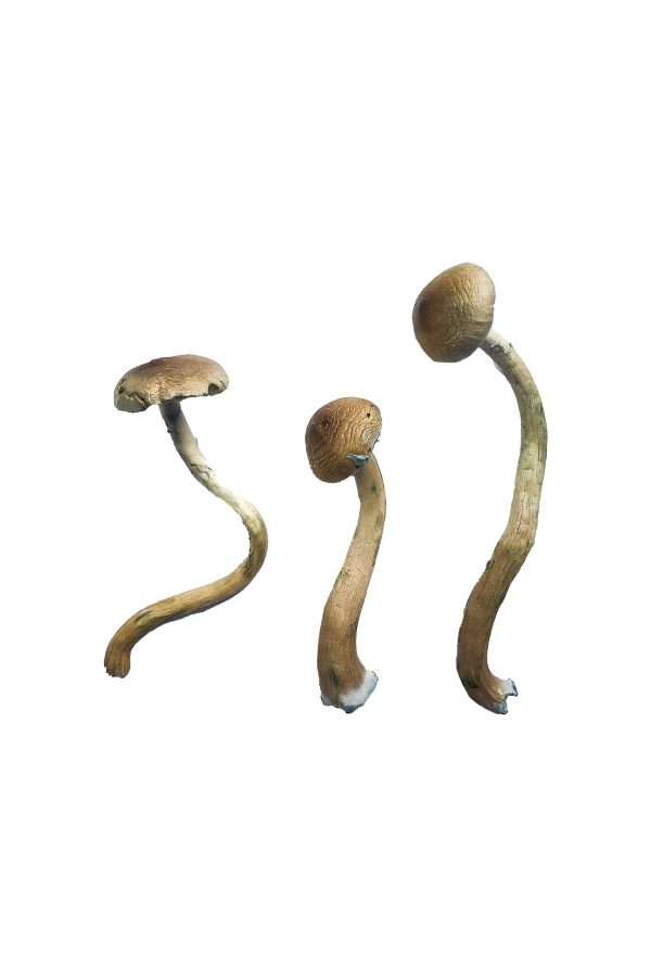 buy golden teacher for sale