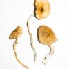 buy golden teacher magic mushroom for sale