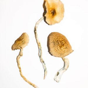 buy golden teacher magic mushroom for sale
