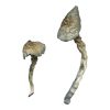 buy Great White Monster Magic Mushrooms for sale