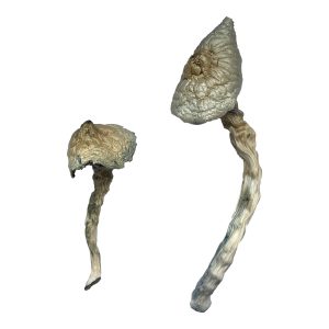 buy Great White Monster Magic Mushrooms for sale