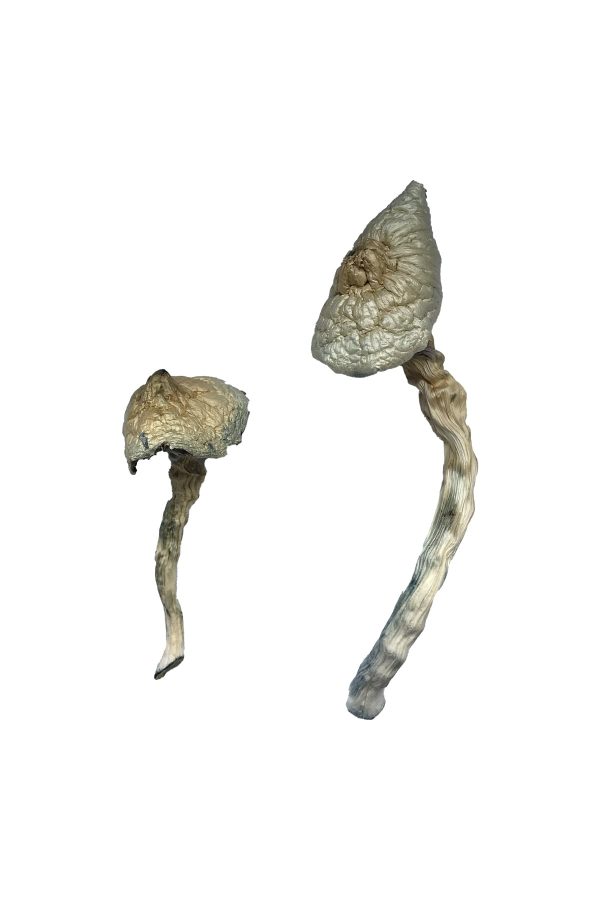 buy Great White Monster Magic Mushrooms for sale