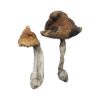 buy hawaiian magic mushroom for sale