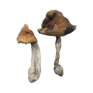 buy hawaiian magic mushroom for sale