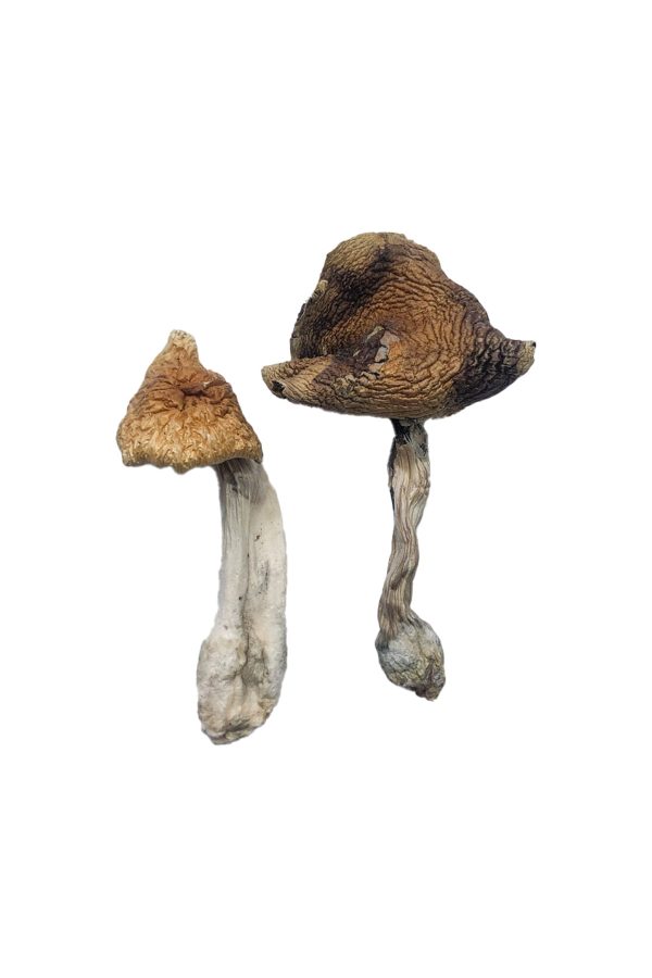 buy hawaiian magic mushroom for sale