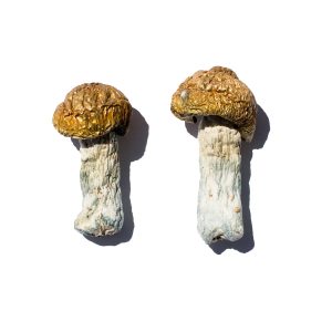 buy hero magic mushroom for sale