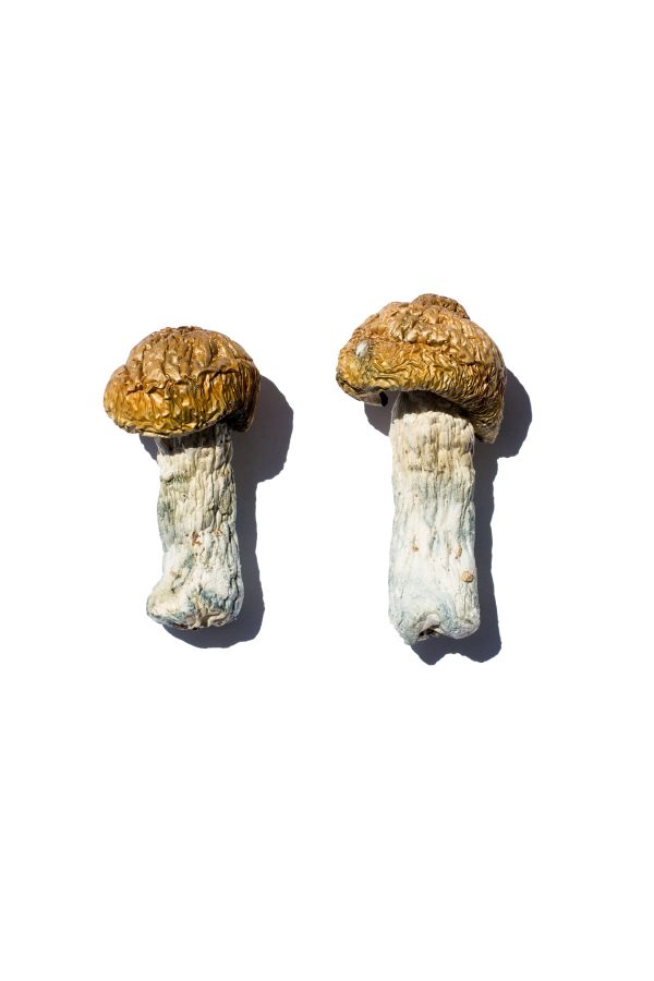 buy hero magic mushroom for sale