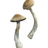 buy HillBilly Magic Mushrooms for sale