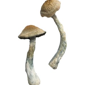 buy HillBilly Magic Mushrooms for sale