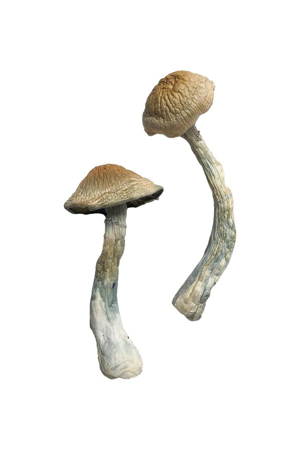 buy HillBilly Magic Mushrooms for sale
