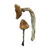 buy Jedi Mind Fuck Magic Mushrooms for sale