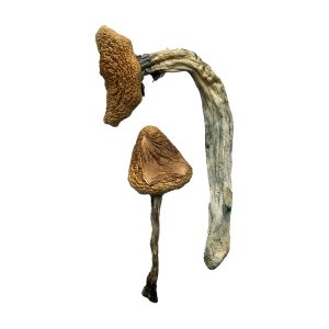 buy Jedi Mind Fuck Magic Mushrooms for sale