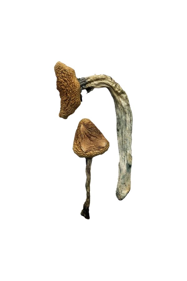 buy Jedi Mind Fuck Magic Mushrooms for sale