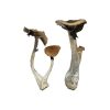 buy Koh Samui Magic Mushrooms for sale