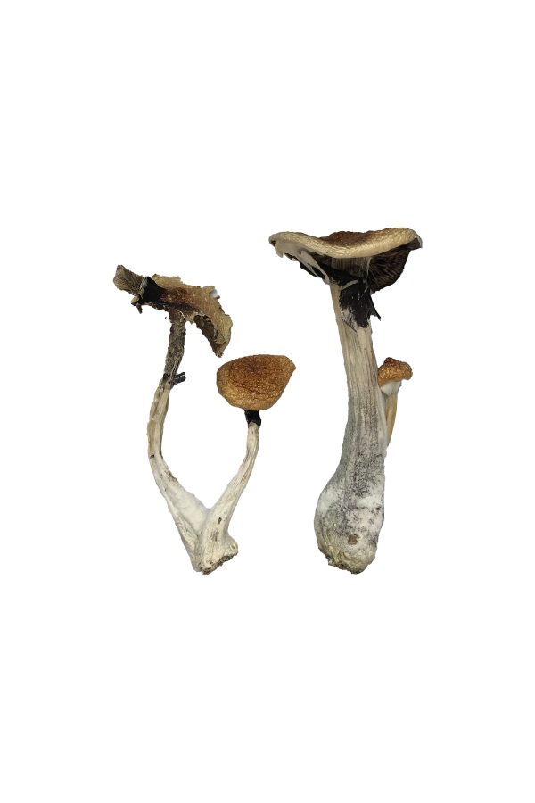 buy Koh Samui Magic Mushrooms for sale