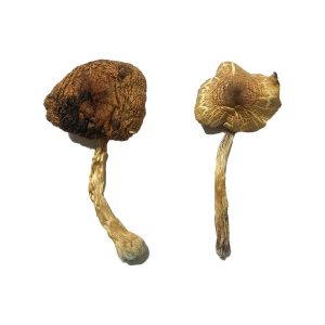 buy Lizard King Magic Mushrooms for sale