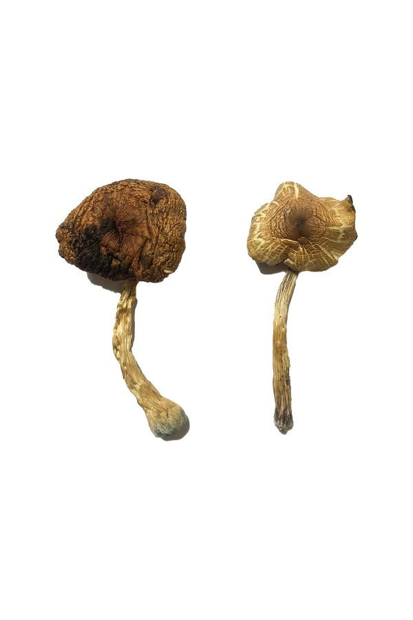 buy Lizard King Magic Mushrooms for sale