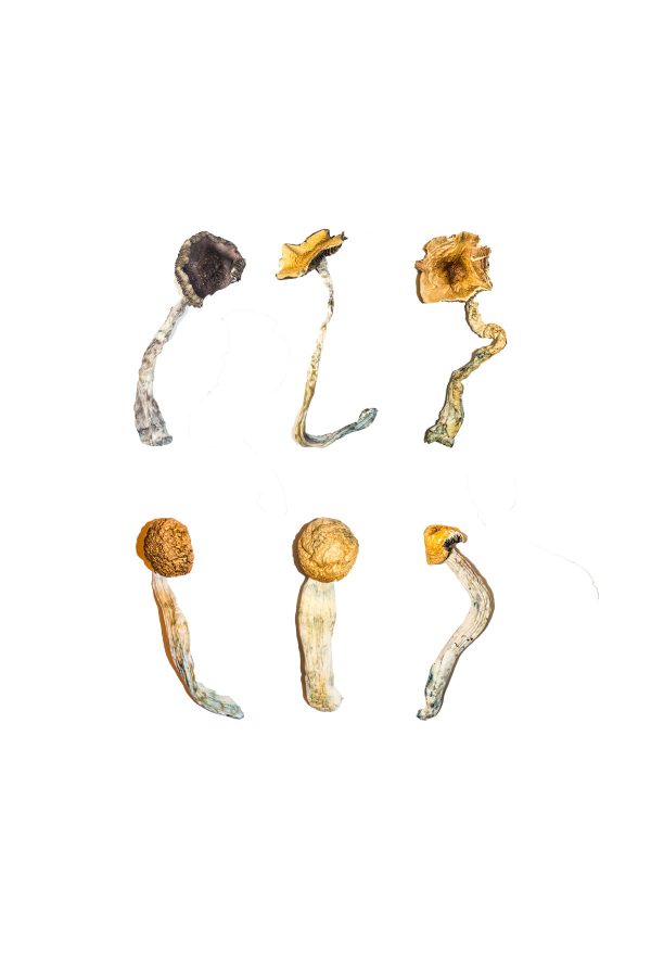 buy Magic Mushroom