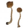 buy Malabar Magic Mushrooms for sale