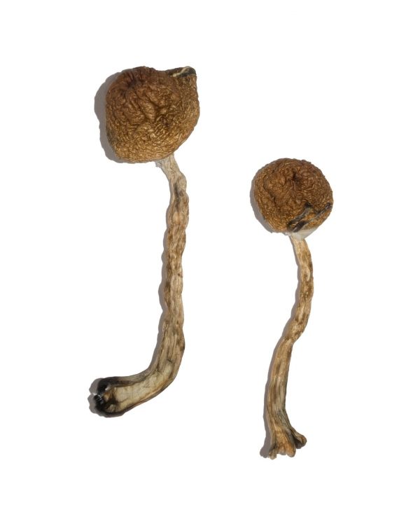 buy Malabar Magic Mushrooms for sale