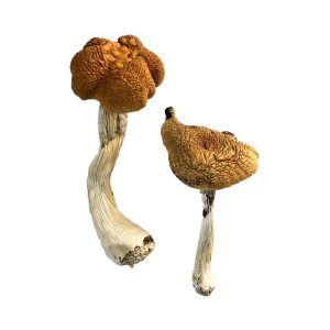 buy malaysian magic mushroom for sale