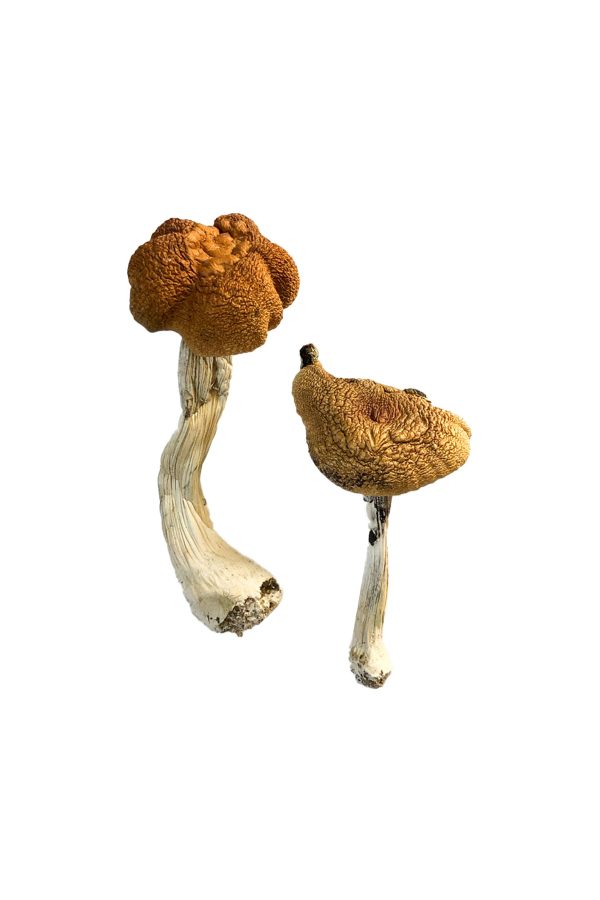 buy malaysian magic mushroom for sale