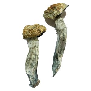 buy Mazatapec Magic Mushrooms for sale