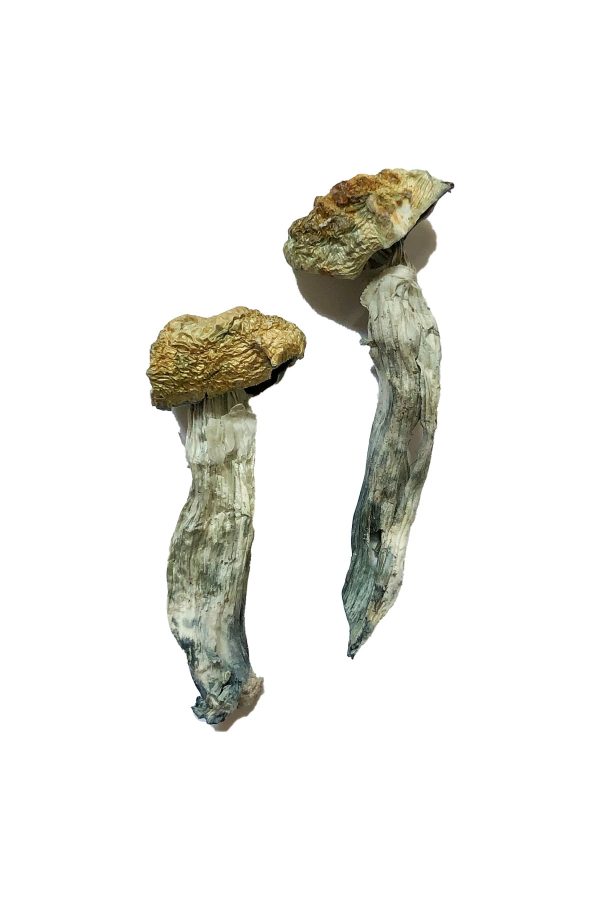 buy Mazatapec Magic Mushrooms for sale