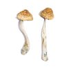 buy McKennaii Magic Mushrooms for sale