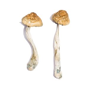 buy McKennaii Magic Mushrooms for sale