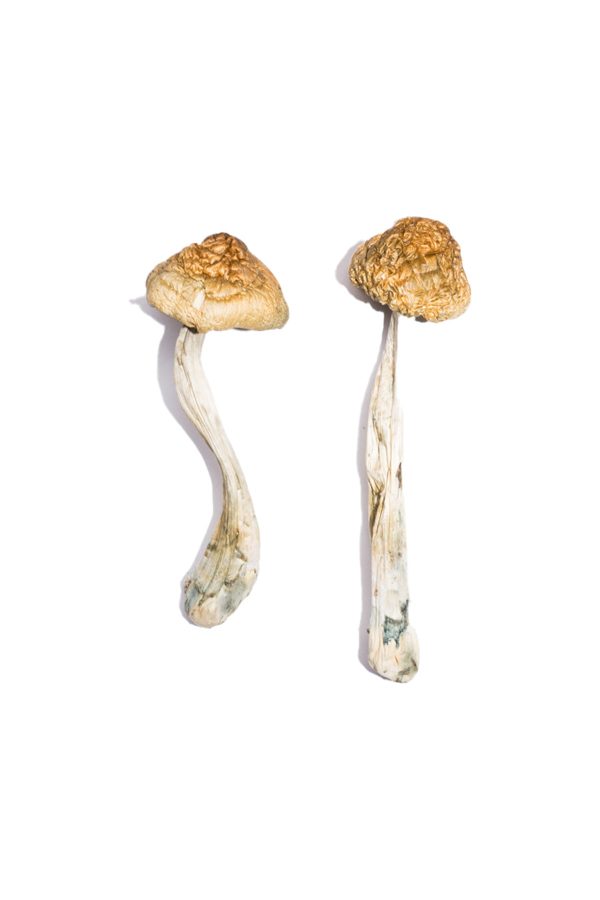 buy McKennaii Magic Mushrooms for sale
