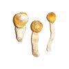 buy penis envy magic mushroom for sale