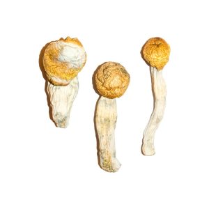 buy penis envy magic mushroom for sale